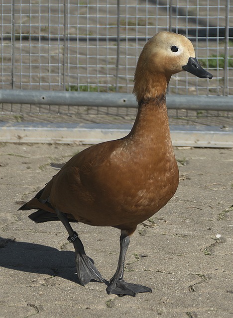 为EDG在
